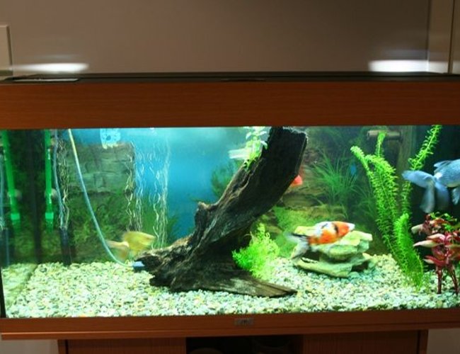 50 gallons planted tank (mostly live plants and fish) - this is my new tank quite a step up from the old one. iam selling the goldies and moving onto a tropical set up soon i have got some of the plants in. and iam taking out the hornwort 50 gallons planted tank (mostly live plants and fish) - this is my new tank quite a step up from the old one. iam selling the goldies and moving onto a tropical set up soon i have got some of the plants in. and iam taking out the hornwort