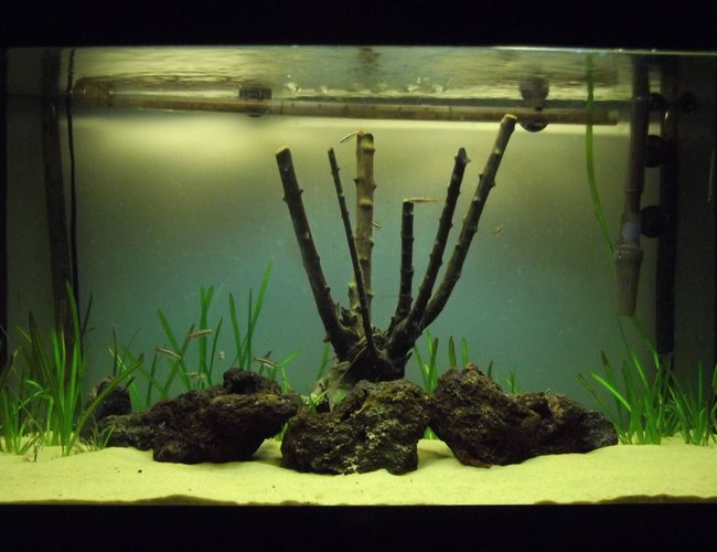 33 gallons planted tank (mostly live plants and fish) - The Early Stages following introduction of EI 33 gallons planted tank (mostly live plants and fish) - The Early Stages following introduction of EI