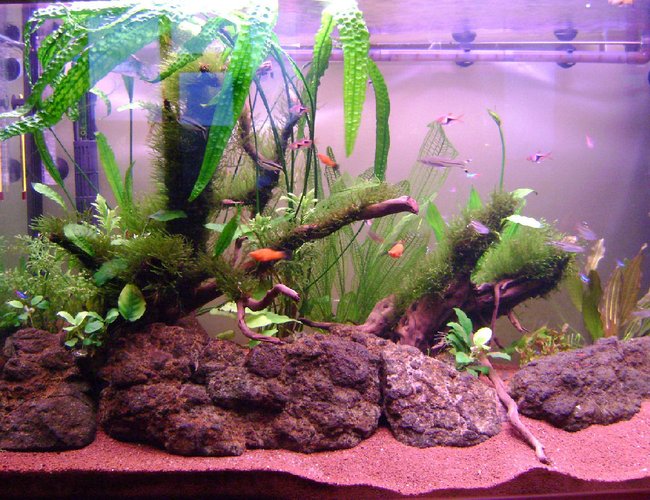 65 gallons planted tank (mostly live plants and fish) - Last pic taken on May 19, 2011 65 gallons planted tank (mostly live plants and fish) - Last pic taken on May 19, 2011