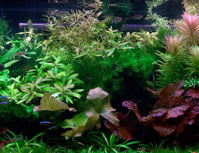 40 gallons planted tank (mostly live plants and fish) - 40 gallon Planted Tank 40 gallons planted tank (mostly live plants and fish) - 40 gallon Planted Tank