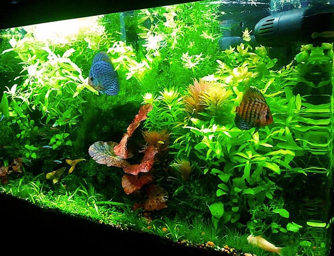 40 gallons planted tank (mostly live plants and fish) - 40 Gallon Tank 40 gallons planted tank (mostly live plants and fish) - 40 Gallon Tank