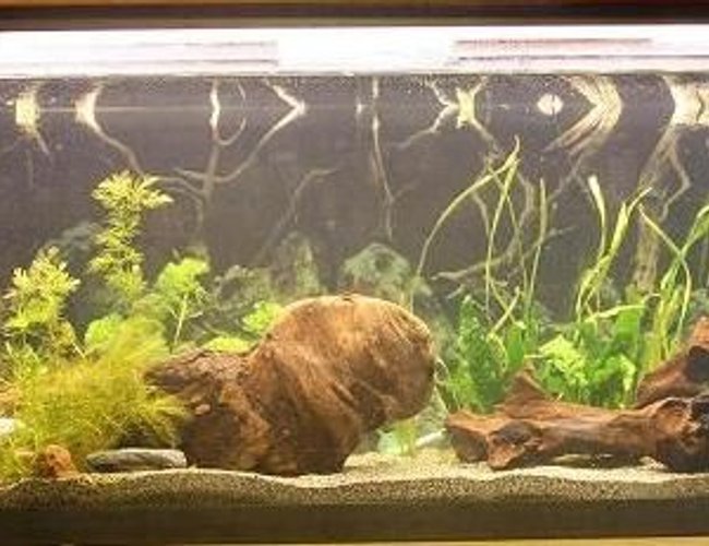 45 gallons planted tank (mostly live plants and fish) - New setup 45 gallons planted tank (mostly live plants and fish) - New setup