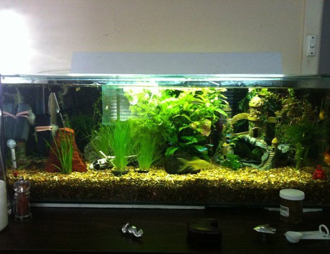 52 gallons planted tank (mostly live plants and fish) - my planted aquarium, no fakes only living plants and fish 52 gallons planted tank (mostly live plants and fish) - my planted aquarium, no fakes only living plants and fish