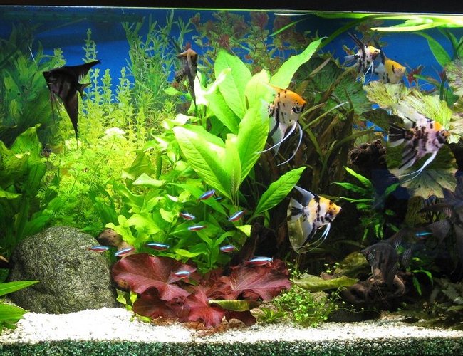 86 gallons planted tank (mostly live plants and fish) - My tank with lots of plants 3 months after a new start. 86 gallons planted tank (mostly live plants and fish) - My tank with lots of plants 3 months after a new start.