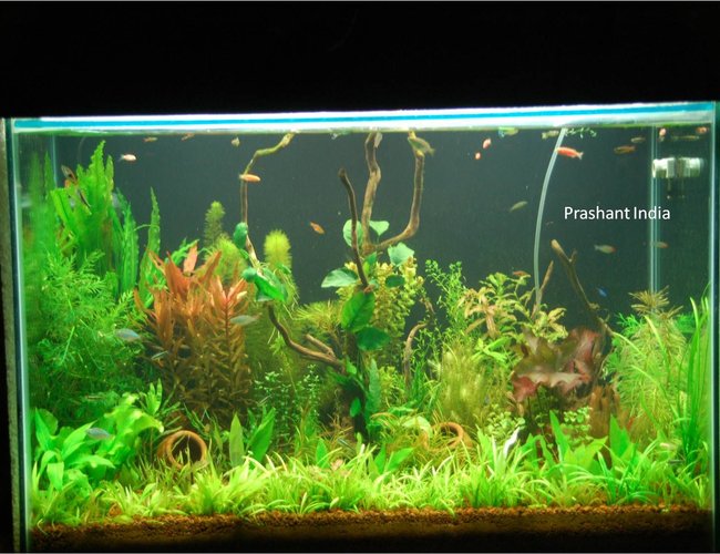53 gallons planted tank (mostly live plants and fish) - My planted tank ...my love and my peace and my most beloved possesion 53 gallons planted tank (mostly live plants and fish) - My planted tank ...my love and my peace and my most beloved possesion