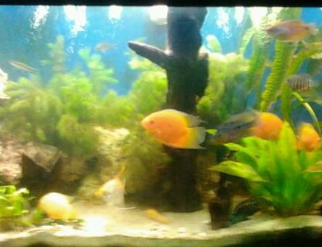 210 gallons planted tank (mostly live plants and fish) - 125gal SA/CA FISH AND A LOT OF PLANTS AND WOOD AND ROCK 210 gallons planted tank (mostly live plants and fish) - 125gal SA/CA FISH AND A LOT OF PLANTS AND WOOD AND ROCK