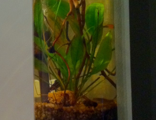 3 gallons planted tank (mostly live plants and fish) - 3 gallons of the amazon +some 3 gallons planted tank (mostly live plants and fish) - 3 gallons of the amazon +some