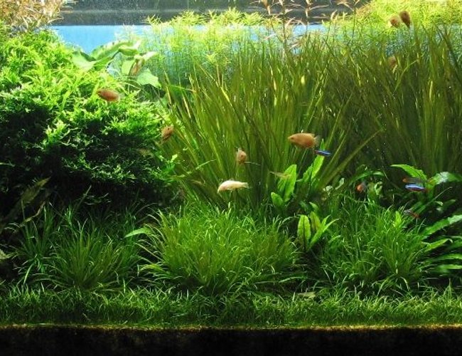120 gallons planted tank (mostly live plants and fish) - Actuall look of my tank 120 gallons planted tank (mostly live plants and fish) - Actuall look of my tank