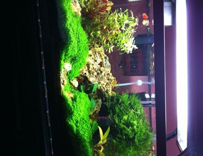 10 gallons planted tank (mostly live plants and fish) - Baby Tears , Dwarf
Ludwigia inclinata var. verticillata 'Cuba'
Ludwigia inclinata 'Green'
Java Moss on tree
Telanthera Rosefolia 10 gallons planted tank (mostly live plants and fish) - Baby Tears , Dwarf
Ludwigia inclinata var. verticillata 'Cuba'
Ludwigia inclinata 'Green'
Java Moss on tree
Telanthera Rosefolia