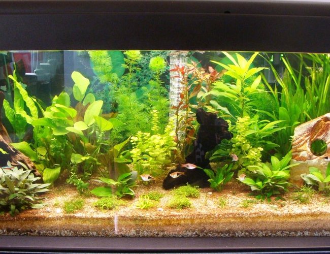 62 gallons planted tank (mostly live plants and fish) - 240l planted started july 2011 62 gallons planted tank (mostly live plants and fish) - 240l planted started july 2011