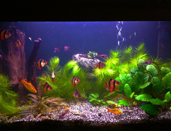 26 gallons planted tank (mostly live plants and fish) - my tank 26 gallons planted tank (mostly live plants and fish) - my tank