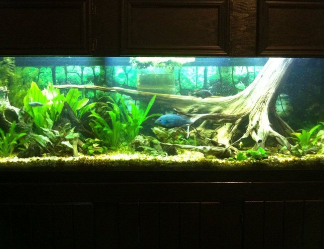 125 gallons planted tank (mostly live plants and fish) - 125g Dirt Tank w/cichlids 125 gallons planted tank (mostly live plants and fish) - 125g Dirt Tank w/cichlids