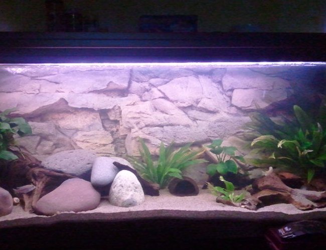 64 gallons planted tank (mostly live plants and fish) - Continental African tank (malawi and a bit of fluvial african) 64 gallons planted tank (mostly live plants and fish) - Continental African tank (malawi and a bit of fluvial african)