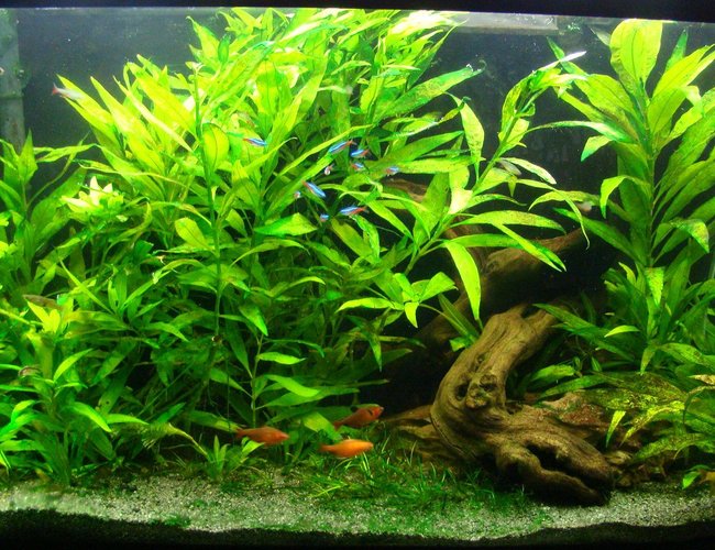 38 gallons planted tank (mostly live plants and fish) - 38 Gal. 8 months old, my first one! 38 gallons planted tank (mostly live plants and fish) - 38 Gal. 8 months old, my first one!