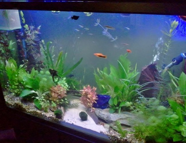 87 gallons planted tank (mostly live plants and fish) - starting to mature 87 gallons planted tank (mostly live plants and fish) - starting to mature