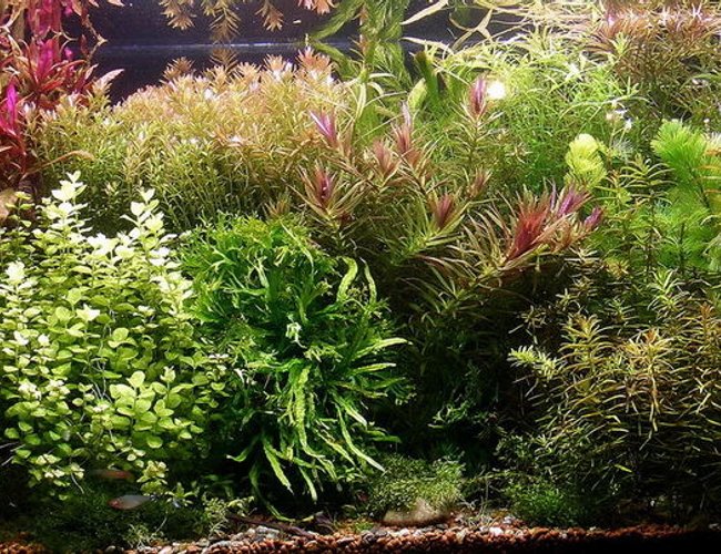 200 gallons planted tank (mostly live plants and fish) - Wild Amazon 3rd 200 gallons planted tank (mostly live plants and fish) - Wild Amazon 3rd