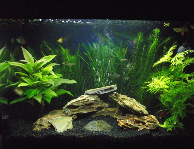 16 gallons planted tank (mostly live plants and fish) - This is my setup 16 gallons planted tank (mostly live plants and fish) - This is my setup