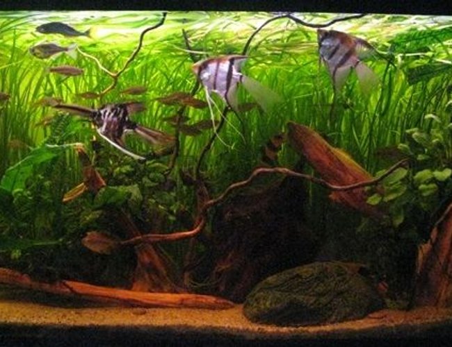 63 gallons planted tank (mostly live plants and fish) - My biggest tank 63 gallons planted tank (mostly live plants and fish) - My biggest tank