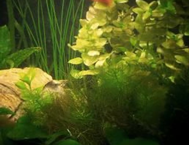 25 gallons planted tank (mostly live plants and fish) - My Marineland Eclipse 6 venture with live plants 25 gallons planted tank (mostly live plants and fish) - My Marineland Eclipse 6 venture with live plants