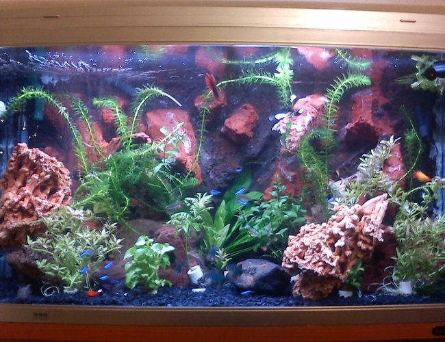 46 gallons planted tank (mostly live plants and fish) - Hi
I made the 3d background myself the rock in the foreground is spaghetti rocks that came with a used tank i bought along with a few plants.Not really what you would call a heavily planted tank but I don't want to use co2 and HO lighting 46 gallons planted tank (mostly live plants and fish) - Hi
I made the 3d background myself the rock in the foreground is spaghetti rocks that came with a used tank i bought along with a few plants.Not really what you would call a heavily planted tank but I don't want to use co2 and HO lighting