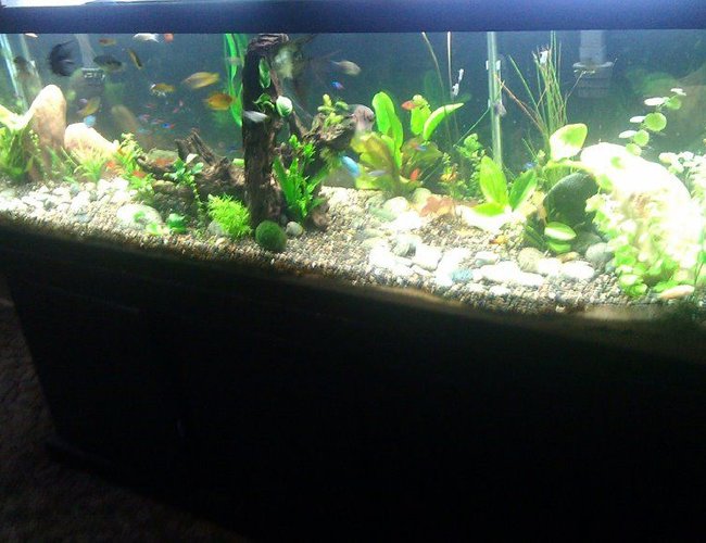 125 gallons planted tank (mostly live plants and fish) - my tank 125 gallons planted tank (mostly live plants and fish) - my tank