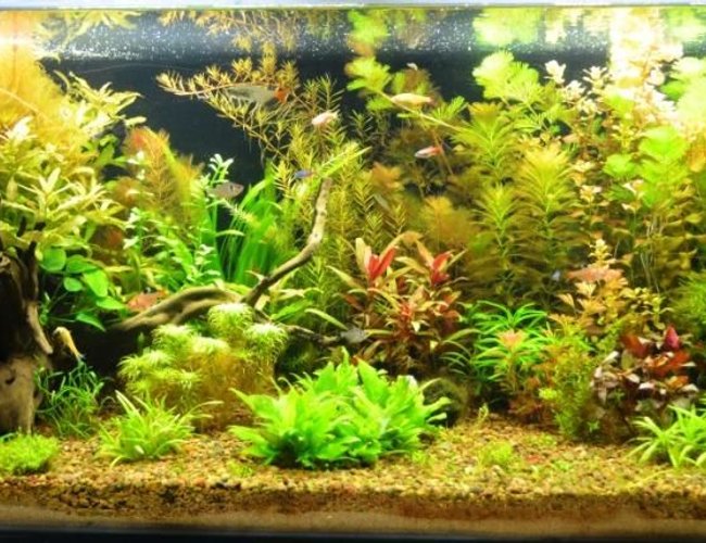 44 gallons planted tank (mostly live plants and fish) - Planted Tank 44 gallons planted tank (mostly live plants and fish) - Planted Tank