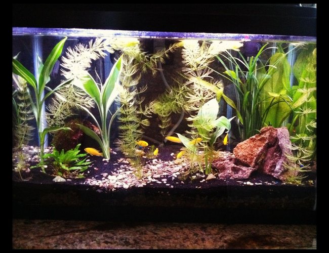 60 gallons planted tank (mostly live plants and fish) - my planted tank ive had for 3 months 60 gallons planted tank (mostly live plants and fish) - my planted tank ive had for 3 months
