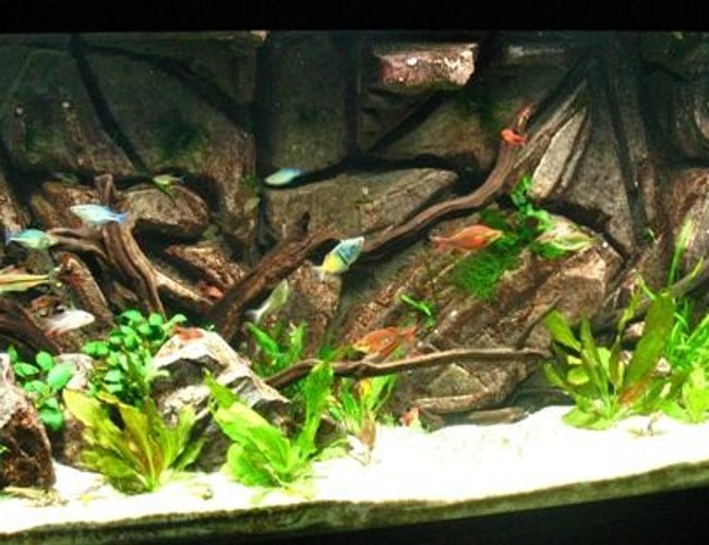 135 gallons planted tank (mostly live plants and fish) - 135 Gallon Planted with Custom Background 135 gallons planted tank (mostly live plants and fish) - 135 Gallon Planted with Custom Background