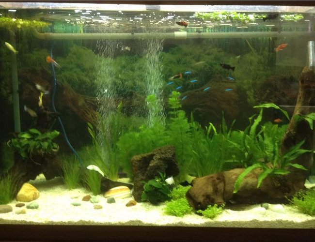 47 gallons planted tank (mostly live plants and fish) - Apx 215 litre (47 gallon) Amazon
aquarium (seems to be a brand that
no longer operates). AquaOne CF1000
external canister filter. Crushed
coral gravel. Battery operated
gravel vacuum cleaner. 2 air stones
operated by a Tetratec air pump.
Juwel hood lighting with 2 x 30W
bulbs, one with blue and the other
with red spectrum. Temperature kept
at 26c. 47 gallons planted tank (mostly live plants and fish) - Apx 215 litre (47 gallon) Amazon
aquarium (seems to be a brand that
no longer operates). AquaOne CF1000
external canister filter. Crushed
coral gravel. Battery operated
gravel vacuum cleaner. 2 air stones
operated by a Tetratec air pump.
Juwel hood lighting with 2 x 30W
bulbs, one with blue and the other
with red spectrum. Temperature kept
at 26c.