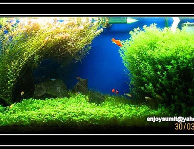 42 gallons planted tank (mostly live plants and fish) - BEAUTY IN SIMPLICITY 42 gallons planted tank (mostly live plants and fish) - BEAUTY IN SIMPLICITY