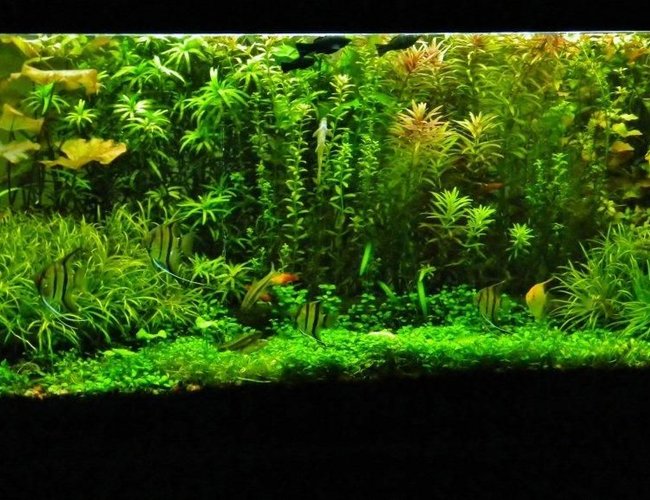 77 gallons planted tank (mostly live plants and fish) - look for yourself.... 77 gallons planted tank (mostly live plants and fish) - look for yourself....