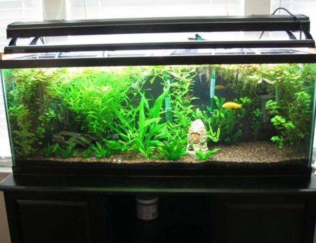 60 gallons planted tank (mostly live plants and fish) - My growing jungle 60 gallons planted tank (mostly live plants and fish) - My growing jungle