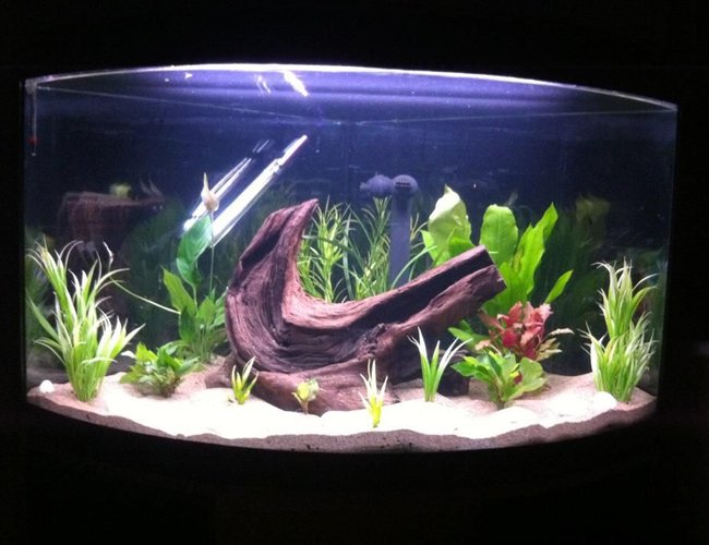 51 gallons planted tank (mostly live plants and fish) - Hi Guys, My first tank not finished yet but hoping for some discus fish. 51 gallons planted tank (mostly live plants and fish) - Hi Guys, My first tank not finished yet but hoping for some discus fish.