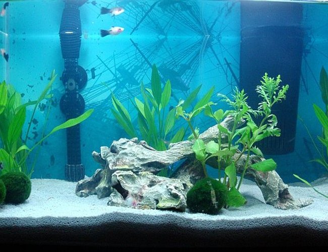 10 gallons planted tank (mostly live plants and fish) - 10 gallon Platy tank 10 gallons planted tank (mostly live plants and fish) - 10 gallon Platy tank