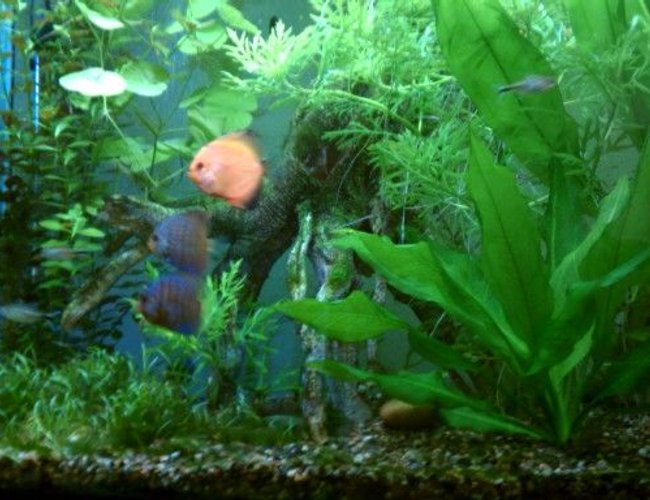 65 gallons planted tank (mostly live plants and fish) - First try at planted tank. 65 gallons planted tank (mostly live plants and fish) - First try at planted tank.