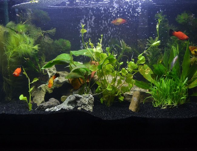 10 gallons planted tank (mostly live plants and fish) - 10g planted tank 10 gallons planted tank (mostly live plants and fish) - 10g planted tank