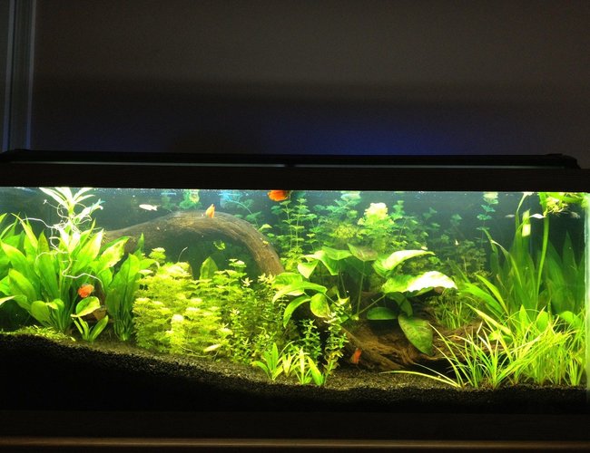 125 gallons planted tank (mostly live plants and fish) - 75 Gallon with Angels, Dwarf Gourami's, Danios, Blue Rams, and Guppies 125 gallons planted tank (mostly live plants and fish) - 75 Gallon with Angels, Dwarf Gourami's, Danios, Blue Rams, and Guppies