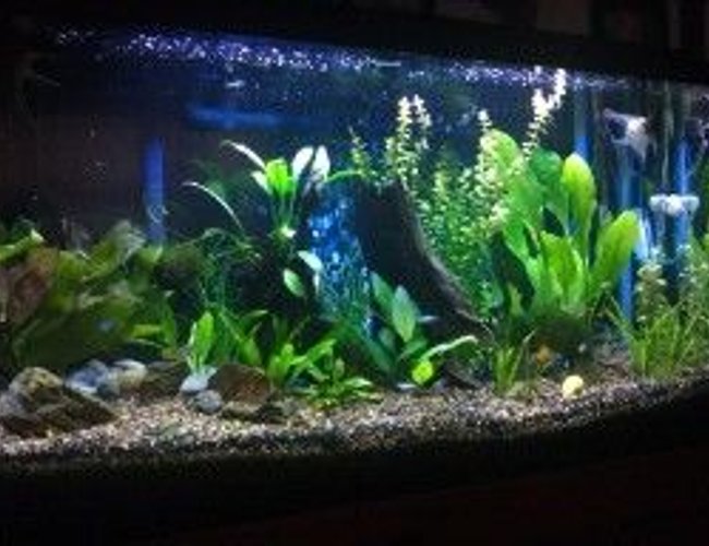 40 gallons planted tank (mostly live plants and fish) - 3 Veiltail Angels, 6 RummyNose, 6 Neons - 6 Cardinal Tetras, 3 Glass Bloodfin tetras, 5 Gold Tetras,4 lampeye Rasboras,4 Ember tetras,1 Males 1 Bristlenose Pleco, 1 Albino Female Bristelnose Pleco, 1 Longfin Bristlenose Pleco, 1 Green Emerald Cory cat, 16 Amano Shrimp. I know it sounds like ALOT, but ive had all these fish together for over 2 years...NEVER have disease's, never have fish die off at random. All my levels are always on point. So When people say you can only have certin amount of fish in your tank, its not true.. 40 gallons planted tank (mostly live plants and fish) - 3 Veiltail Angels, 6 RummyNose, 6 Neons - 6 Cardinal Tetras, 3 Glass Bloodfin tetras, 5 Gold Tetras,4 lampeye Rasboras,4 Ember tetras,1 Males 1 Bristlenose Pleco, 1 Albino Female Bristelnose Pleco, 1 Longfin Bristlenose Pleco, 1 Green Emerald Cory cat, 16 Amano Shrimp. I know it sounds like ALOT, but ive had all these fish together for over 2 years...NEVER have disease's, never have fish die off at random. All my levels are always on point. So When people say you can only have certin amount of fish in your tank, its not true..