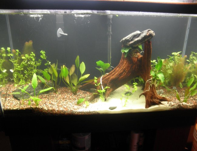38 gallons planted tank (mostly live plants and fish) - newly setup coydoras tank. 38 gallons planted tank (mostly live plants and fish) - newly setup coydoras tank.