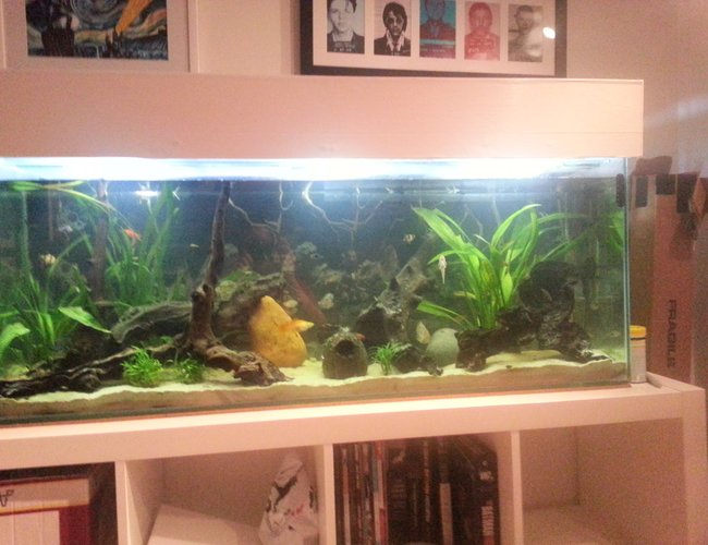 50 gallons planted tank (mostly live plants and fish) - 4ft natural river bed tank 50 gallons planted tank (mostly live plants and fish) - 4ft natural river bed tank