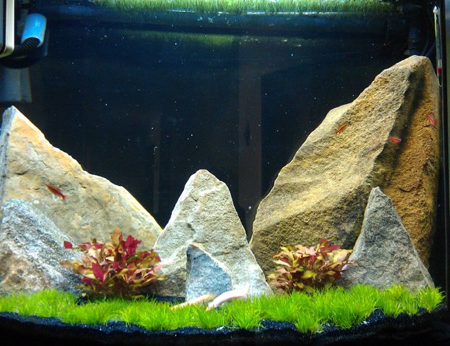 27 gallons planted tank (mostly live plants and fish) - 5 months in 27 gallons planted tank (mostly live plants and fish) - 5 months in