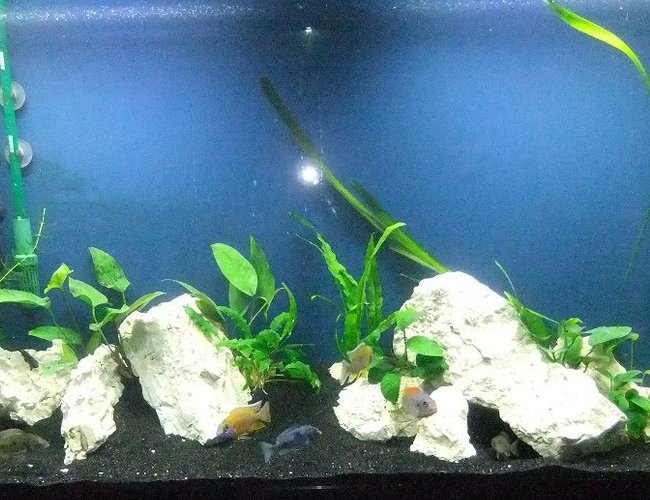 60 gallons planted tank (mostly live plants and fish) - Planted, mixed Malawi peacock/haplocromine setup. Various anubias species and java fern. 60 gallons planted tank (mostly live plants and fish) - Planted, mixed Malawi peacock/haplocromine setup. Various anubias species and java fern.
