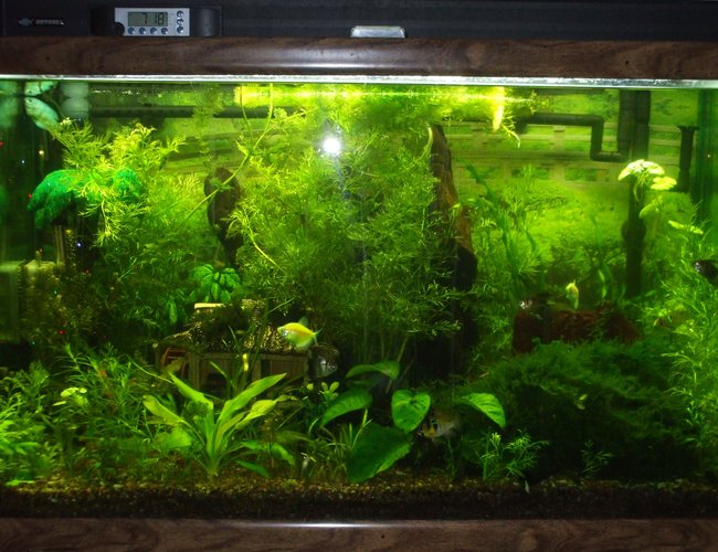 58 gallons planted tank (mostly live plants and fish) - I have a variety of social fish and just started planting my tank about 3 month ago when I upgraded lighting.I'm doing the homemade Co2 injectind and most of my plants have taken off. No fish fatalities(knock on wood) I'e read about all the ups and downs and ph spikes.We have really hard water which has which a few species wont grow in but over all It's been a success. Any advise will be greatly appreciated. Thanks 58 gallons planted tank (mostly live plants and fish) - I have a variety of social fish and just started planting my tank about 3 month ago when I upgraded lighting.I'm doing the homemade Co2 injectind and most of my plants have taken off. No fish fatalities(knock on wood) I'e read about all the ups and downs and ph spikes.We have really hard water which has which a few species wont grow in but over all It's been a success. Any advise will be greatly appreciated. Thanks
