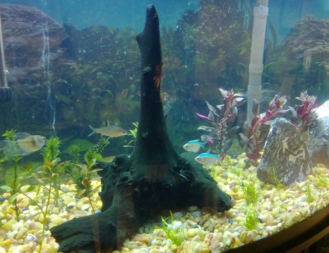 46 gallons planted tank (mostly live plants and fish) - Tank in progress. Just planted everything 2 days ago 46 gallons planted tank (mostly live plants and fish) - Tank in progress. Just planted everything 2 days ago