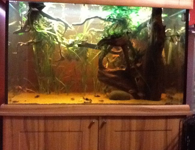 123 gallons planted tank (mostly live plants and fish) - A low maintenance planted aquarium designed specifically for earth eating cyclids and corridoars. 123 gallons planted tank (mostly live plants and fish) - A low maintenance planted aquarium designed specifically for earth eating cyclids and corridoars.