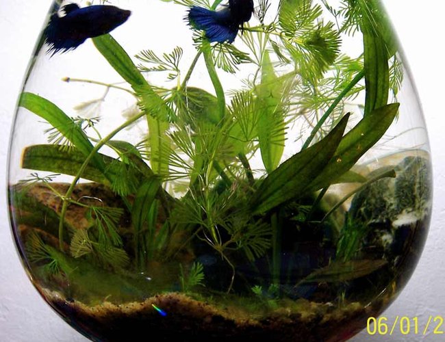 2 gallons planted tank (mostly live plants and fish) - Female Betta Pico Bowl 2 gallons planted tank (mostly live plants and fish) - Female Betta Pico Bowl