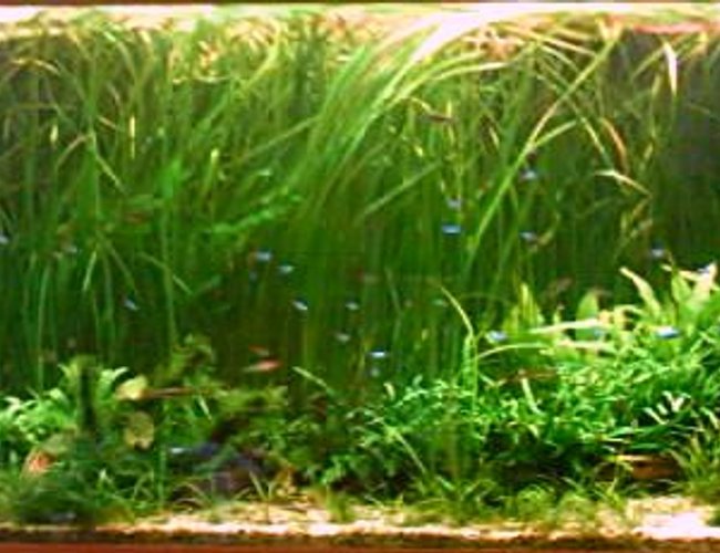 196 gallons planted tank (mostly live plants and fish) - .A piece of undiscovered Amazon...4mths old, 196 gallons planted tank (mostly live plants and fish) - .A piece of undiscovered Amazon...4mths old,