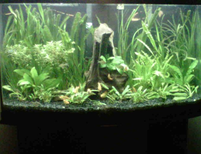46 gallons planted tank (mostly live plants and fish) - 46 gallon tropical fish and live plants 46 gallons planted tank (mostly live plants and fish) - 46 gallon tropical fish and live plants