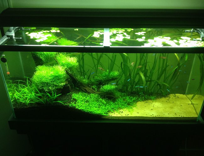 33 gallons planted tank (mostly live plants and fish) - tank! 33 gallons planted tank (mostly live plants and fish) - tank!