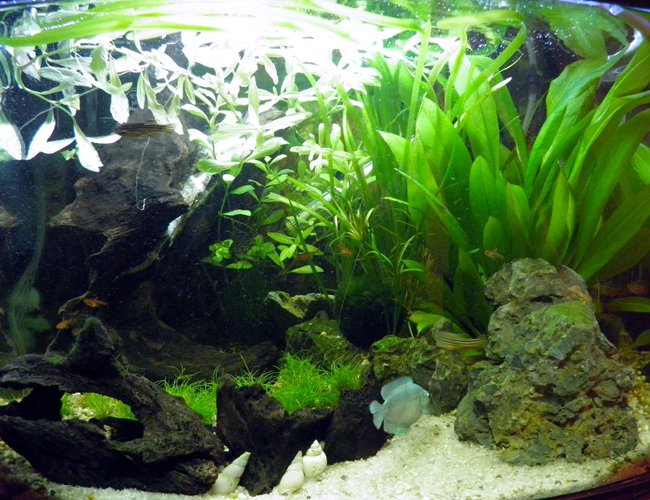 13 gallons planted tank (mostly live plants and fish) - Fron't view of the tank. Tank is
cubed shaped so its be set out so it
can viewed from either side aswell. 13 gallons planted tank (mostly live plants and fish) - Fron't view of the tank. Tank is
cubed shaped so its be set out so it
can viewed from either side aswell.